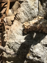 Dianthidium texanum