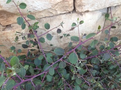 Capparis zoharyi