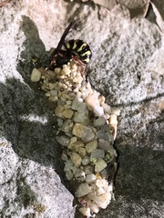 Dianthidium texanum