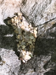 Dianthidium texanum