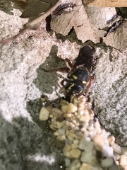 Dianthidium texanum