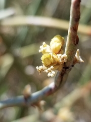 Ephedra californica