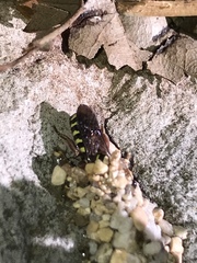 Dianthidium texanum