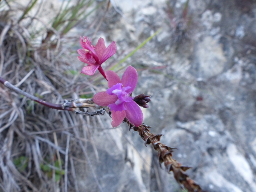 Epidendrum macrocyphum Kraenzl.