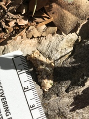 Dianthidium texanum