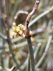 Ephedra californica