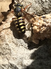 Dianthidium texanum