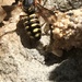 Texas Pebble Bee - Photo (c) Sheryl Smith-Rodgers, some rights reserved (CC BY-NC), uploaded by Sheryl Smith-Rodgers