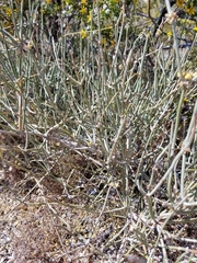 Ephedra californica