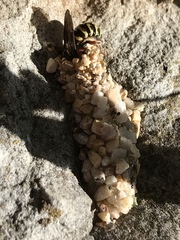 Dianthidium texanum
