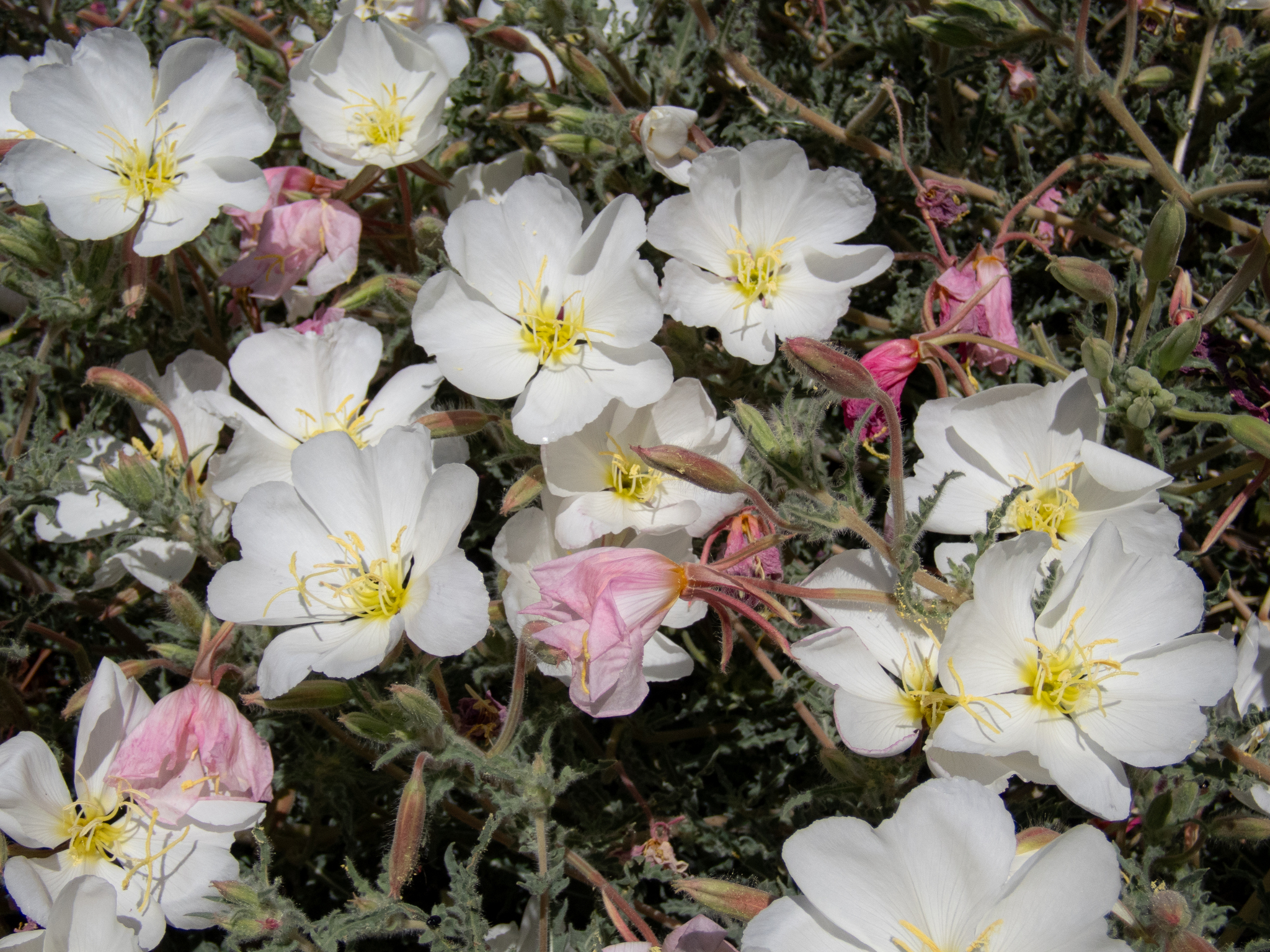 Oenothera deltoides ssp. howellii
