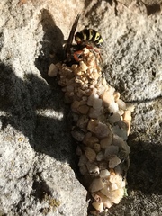 Dianthidium texanum