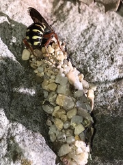 Dianthidium texanum