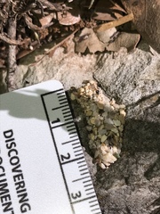 Dianthidium texanum