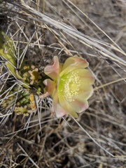 Opuntia triacanthos