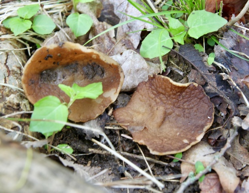 Veined Cup