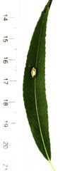 Balta bicolor