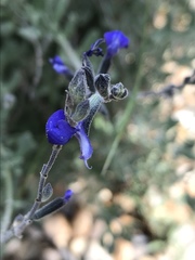 Salvia chamaedryoides
