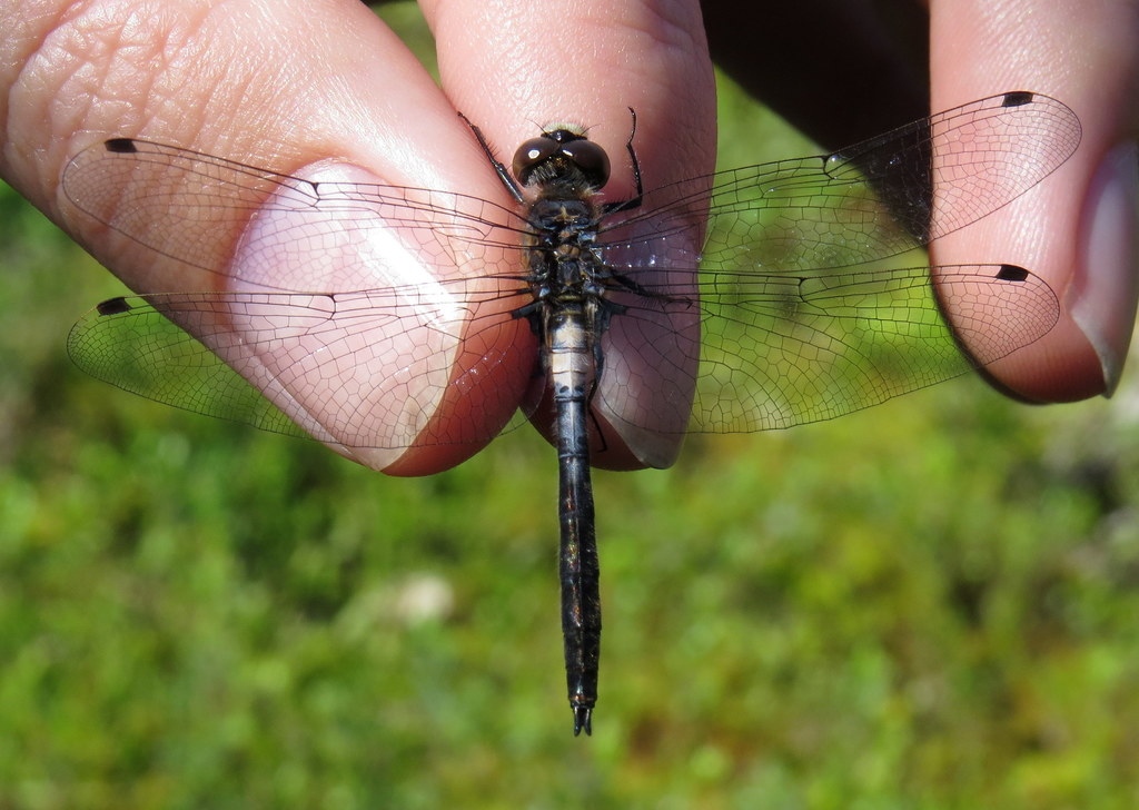 Belted Whiteface