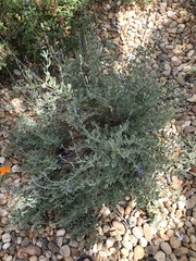 Salvia chamaedryoides