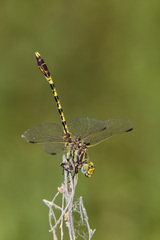 Progomphus obscurus