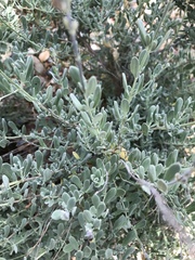 Salvia chamaedryoides