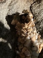 Dianthidium texanum