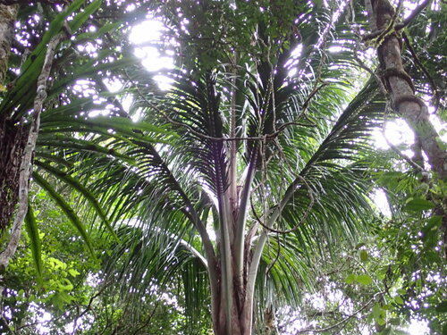 Ravenea robustior