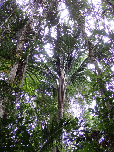 Ravenea robustior