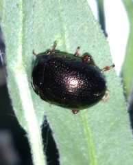Chrysolina bankii