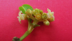 Eumachia chaenotricha