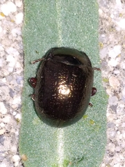 Chrysolina bankii