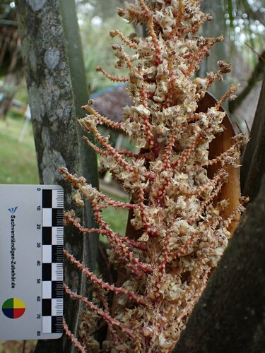 Image of Ravenea louvelii by (c) Louis Aureglia, some rights reserved (CC BY)
