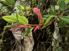 Columnea scandens