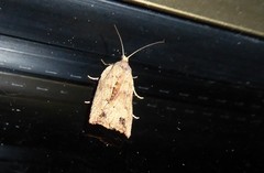 Planotortrix notophaea