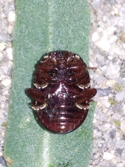 Chrysolina bankii