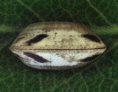Balta bicolor
