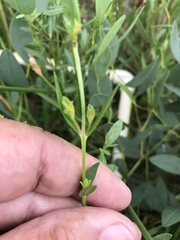 Sabatia campestris