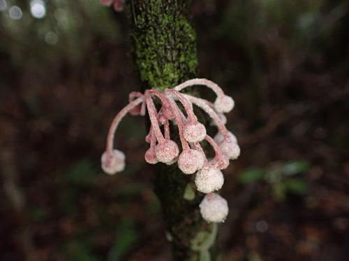 Image of Diospyros gracilipes by (c) Louis Aureglia, some rights reserved (CC BY)