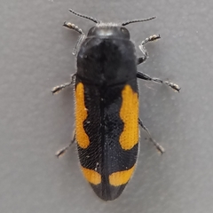Ptosima gibbicollis