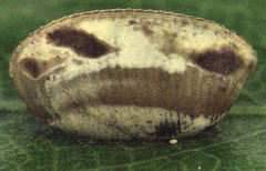 Balta bicolor