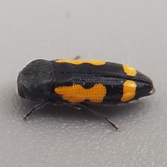 Ptosima gibbicollis