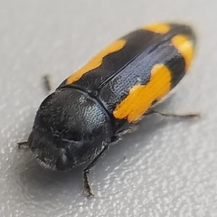 Ptosima gibbicollis
