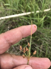 Fimbristylis puberula