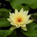 Yellow Waterlily - Photo (c) desertnaturalist, some rights reserved (CC BY), uploaded by desertnaturalist