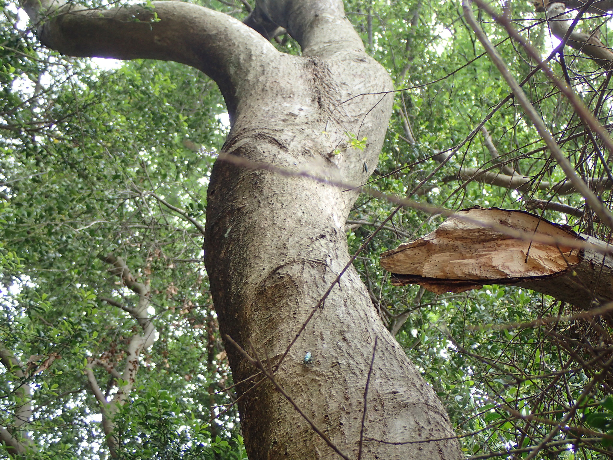 イヌツゲ衰弱木に来たアオマダラタマムシ