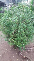 Myrtus