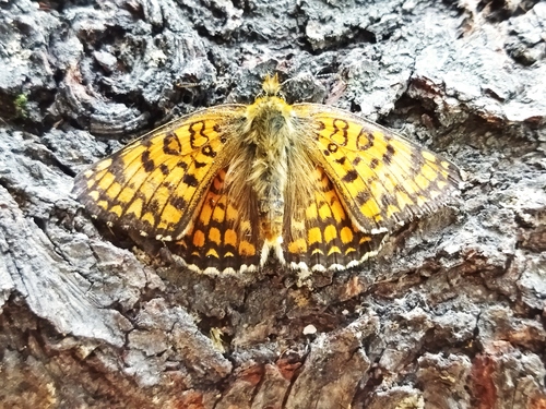 Knapweed Fritillary photo 3
