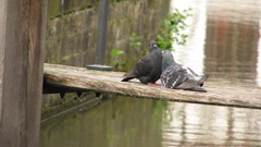 Columba livia domestica