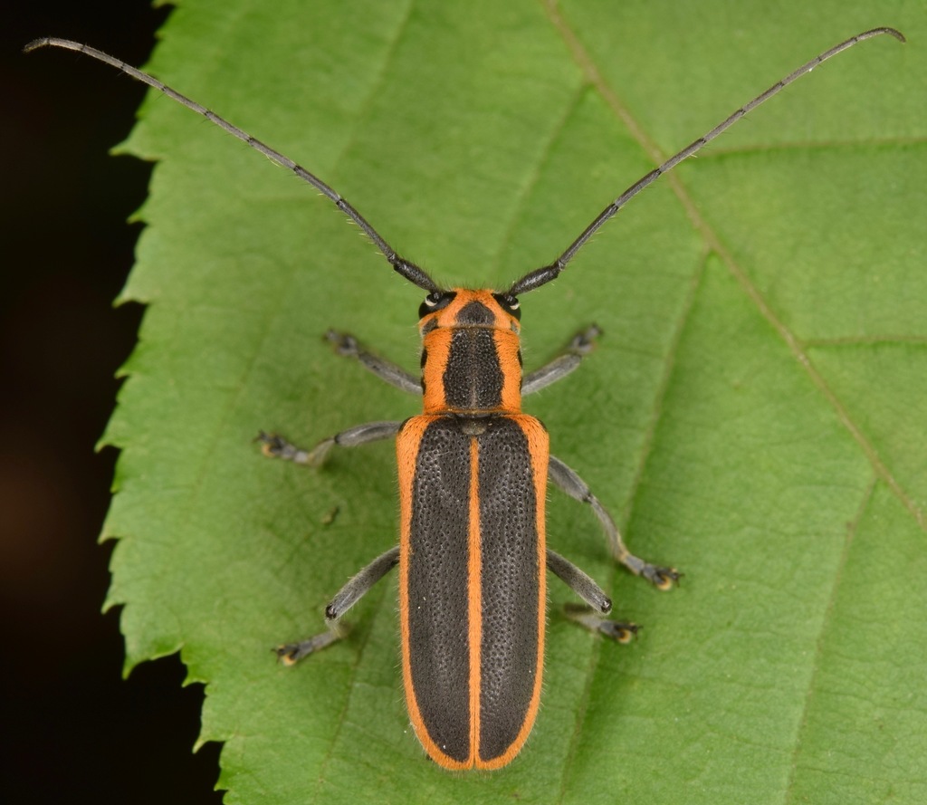 red-edged saperda